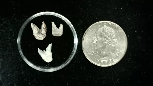 Genuine Permian Xenacanthus Shark Teeth From Texas For Sale #2