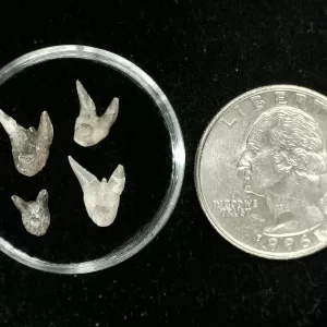 Genuine Permian Xenacanthus Shark Teeth From Texas For Sale #20