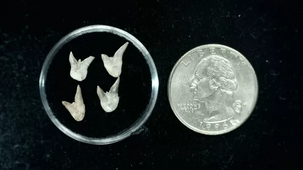 Genuine Permian Xenacanthus Shark Teeth From Texas For Sale #21