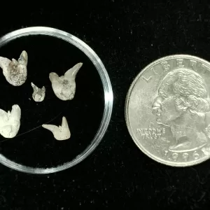 Genuine Permian Xenacanthus Shark Teeth From Texas For Sale #24