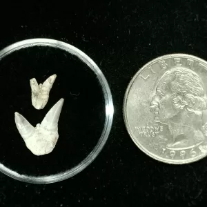 Genuine Permian Xenacanthus Shark Teeth From Texas For Sale #25