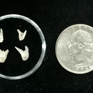 Genuine Permian Xenacanthus Shark Teeth From Texas For Sale #26