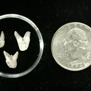 Genuine Permian Xenacanthus Shark Teeth From Texas For Sale #3