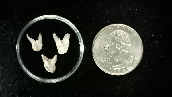 Genuine Permian Xenacanthus Shark Teeth From Texas For Sale #3