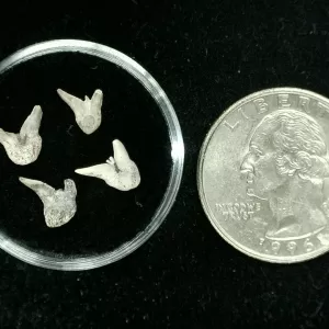 Genuine Permian Xenacanthus Shark Teeth From Texas For Sale #31