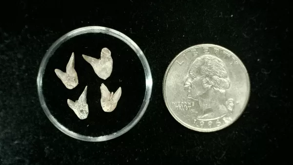 Genuine Permian Xenacanthus Shark Teeth From Texas For Sale #33