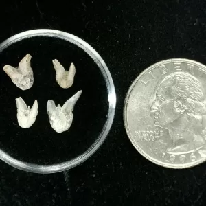 Genuine Permian Xenacanthus Shark Teeth From Texas For Sale #36