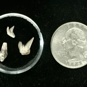 Genuine Permian Xenacanthus Shark Teeth From Texas For Sale #8