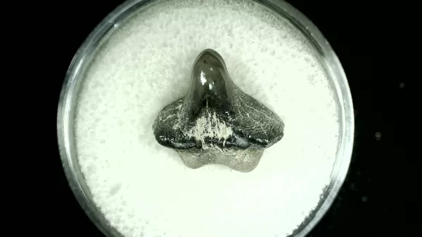 Genuine Cretaceous Age Ptychodus Crusher Shark Tooth Fossil for Sale from Texas #37a