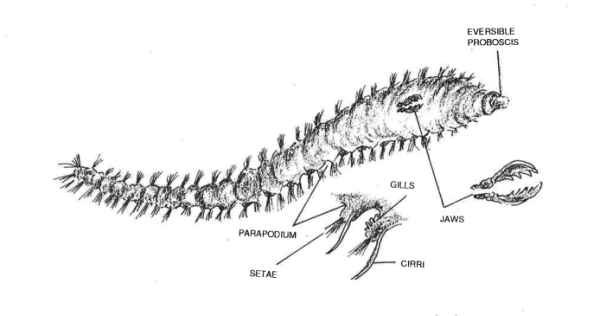 Mazon Creek Worm Nodule