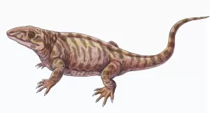 Permian Varanops Synapsid