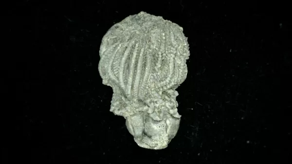 Genuine Mississippian Age Platycrinites Crinoid Fossil for Sale from Alabama #29