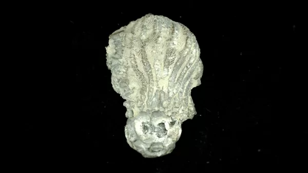 Genuine Mississippian Age Platycrinites Crinoid Fossil for Sale from Alabama #29a