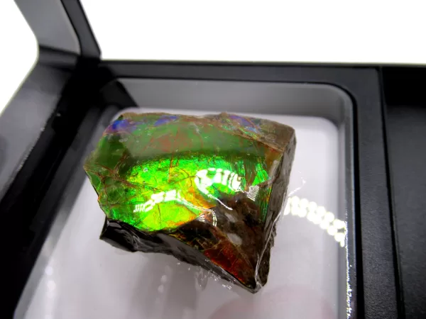 Genuine Cretaceous Age Gem Ammolite Ammonite Shell Specimen From Canada For Sale #3a