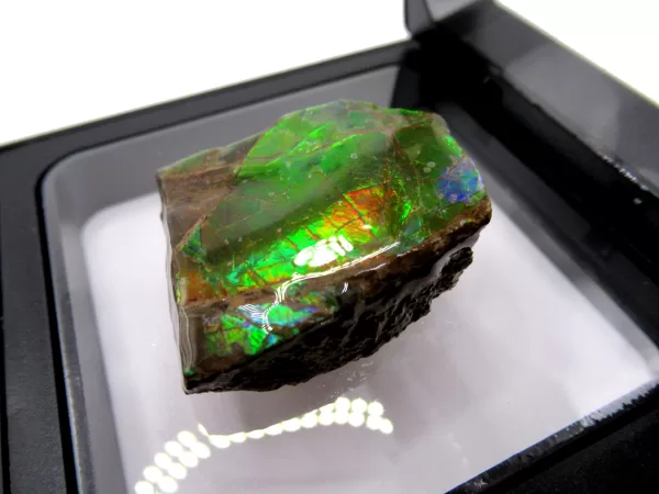 Genuine Cretaceous Age Gem Ammolite Ammonite Shell Specimen From Canada For Sale #3b