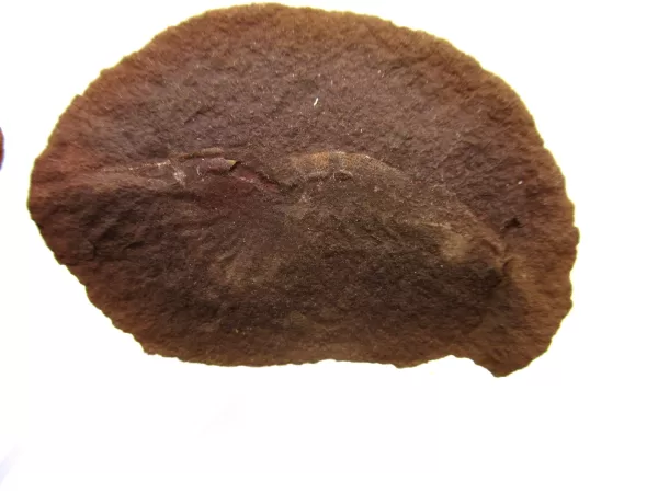 Genuine Pennsylvanian Age Mazon Creek Shrimp Nodule Fossils From Illinois For Sale #133b