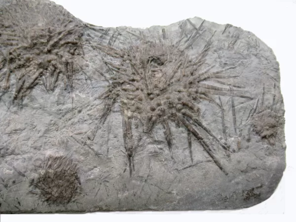 Genuine Mississippian Age Archaeocidaris Echinoid Fossil for Sale from Missouri #27c