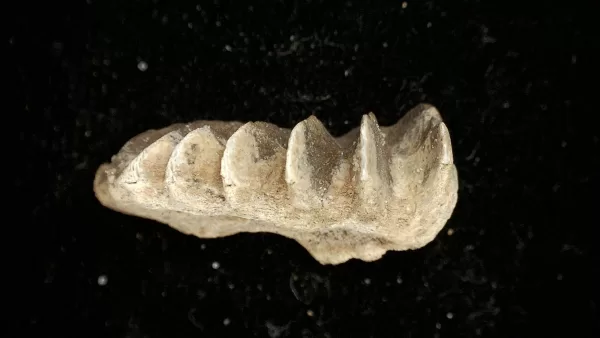 Genuine Cretaceous Age Lungfish Tooth (Ceratodus) Fossil for Sale from Morocco #4b