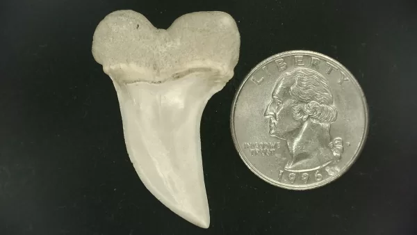 Isurus planus Shark Tooth #13 - Image 2