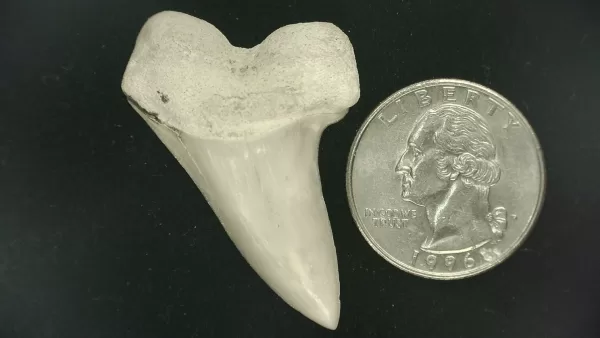 Isurus planus Shark Tooth #16