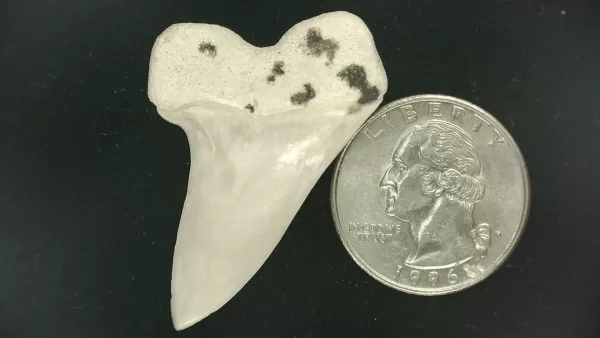 Isurus planus Shark Tooth #16 - Image 2