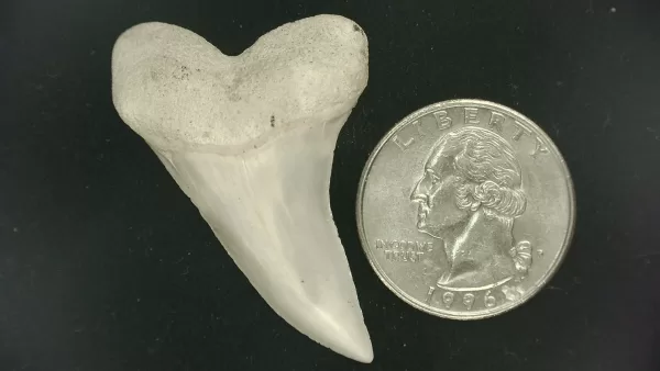 Isurus planus Shark Tooth #18