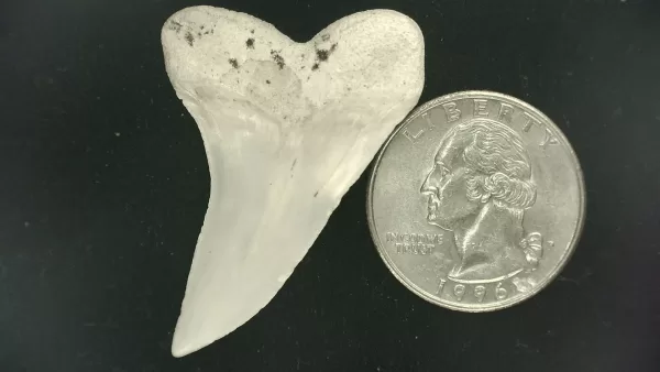 Isurus planus Shark Tooth #18 - Image 2