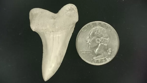 Isurus planus Shark Tooth #19