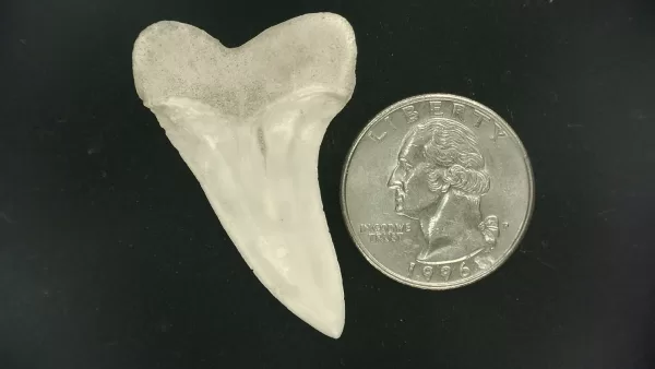 Isurus planus Shark Tooth #19 - Image 2