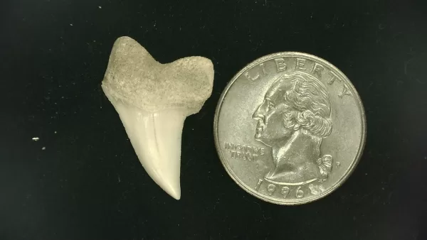 Isurus planus Shark Tooth #2