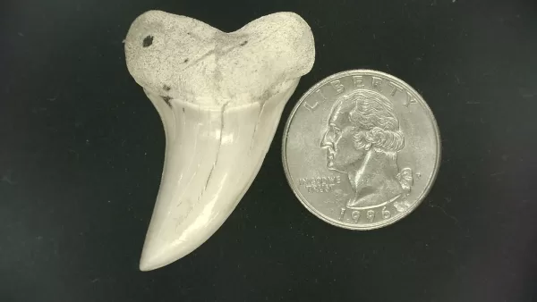 Isurus planus Shark Tooth #21