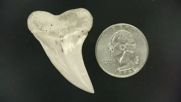 Isurus planus Shark Tooth #21 - Image 2