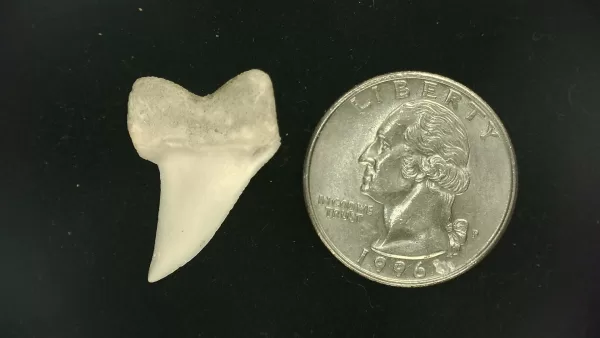 Isurus planus Shark Tooth #2 - Image 2