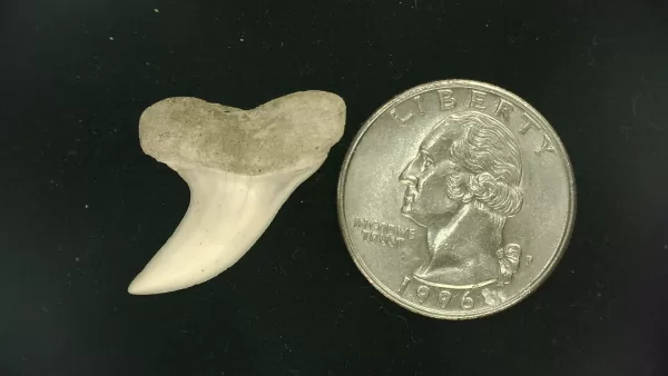 Isurus planus Shark Tooth #3