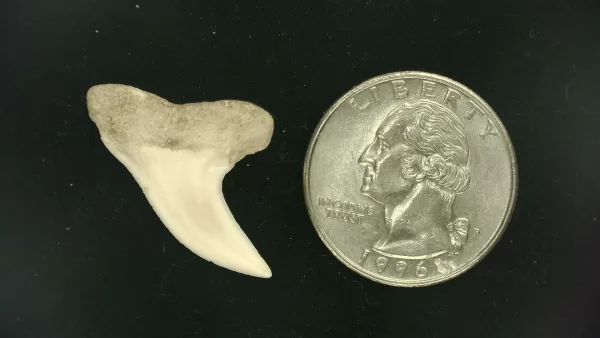 Isurus planus Shark Tooth #3 - Image 2