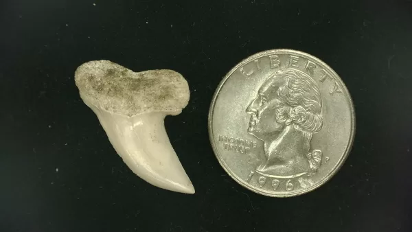 Isurus planus Shark Tooth #4