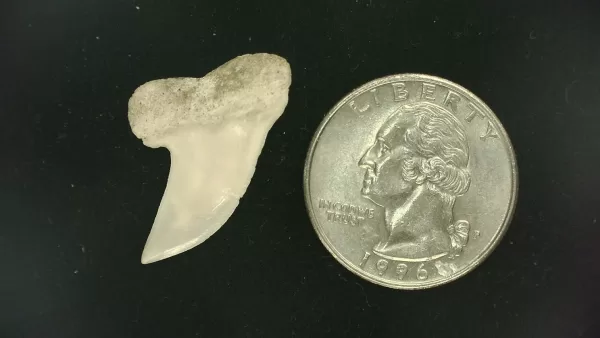 Isurus planus Shark Tooth #4 - Image 2