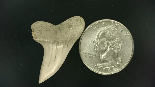 Isurus planus Shark Tooth #5