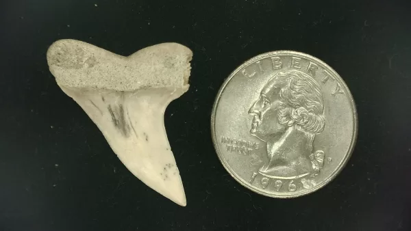 Isurus planus Shark Tooth #5 - Image 2