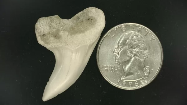 Isurus planus Shark Tooth #9