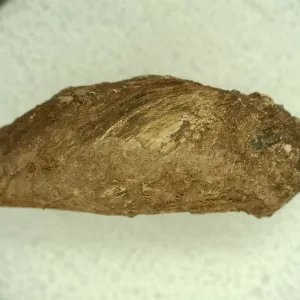 Genuine Permian Age Reptile Coprolite Fossil for Sale from Texas #48