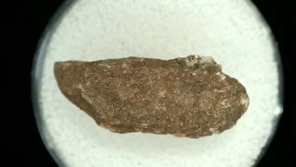 Genuine Permian Age Reptile Coprolite Fossil for Sale from Texas #48a