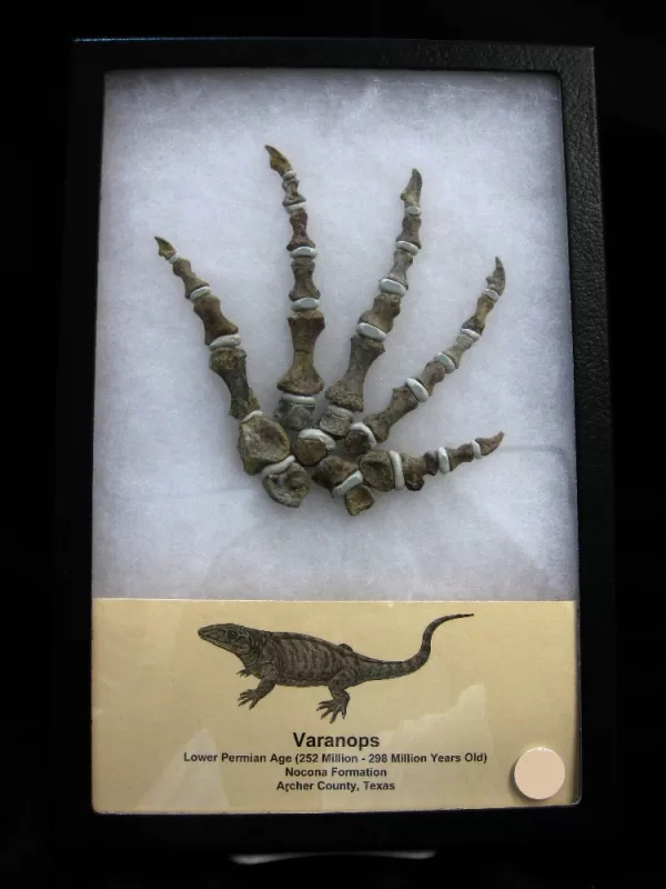 Genuine Permian Age Varanops Synapsid Foot Fossil From Archer County Texas For Sale #2