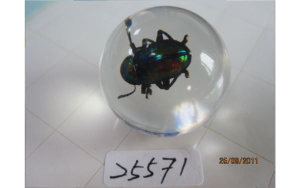 Insect in Resin Marble | 17 Types - Image 4