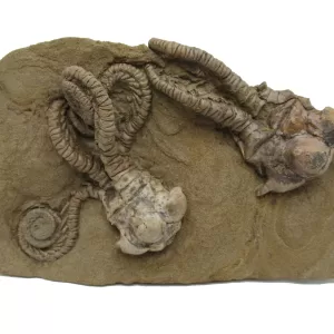 Genuine Permian Age Jimbacrinus Crinoid Fossil For Sale from Australia #5