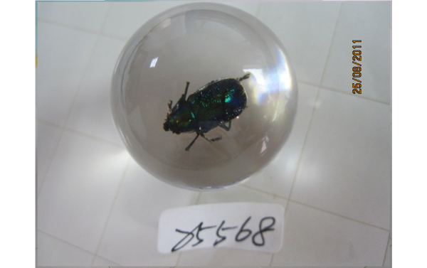 Insect in Resin Marble | 17 Types - Image 8