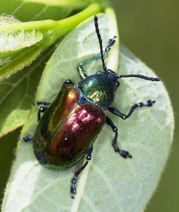 Insect in Resin Marble | 17 Types - Image 9