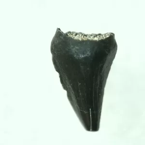 Genuine Cretaceous Age Raptor Dinosaur Tooth Fossils For Sale From Montana #32