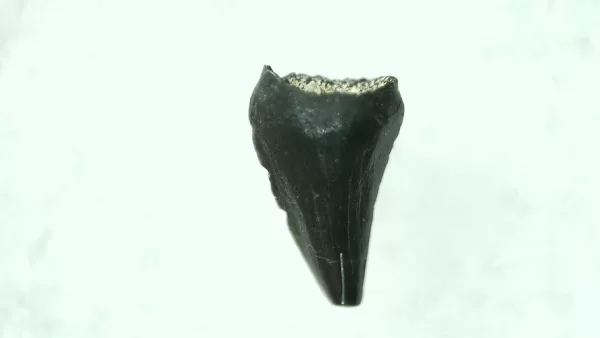 Genuine Cretaceous Age Raptor Dinosaur Tooth Fossils For Sale From Montana #32