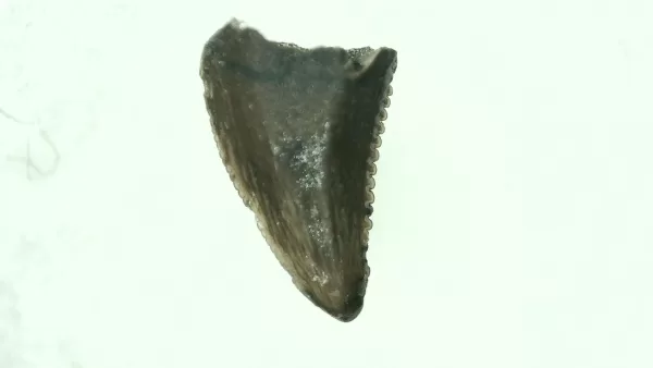 Genuine Cretaceous Age Raptor Dinosaur Tooth Fossils For Sale From Montana #36a